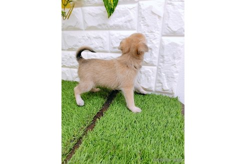成約済の岡山県のミックス犬-355762の5枚目