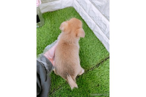 成約済の岡山県のミックス犬-355762の2枚目
