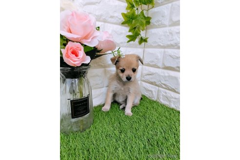 成約済の岡山県のミックス犬-355762の4枚目