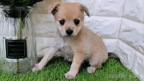 成約済の岡山県のミックス犬-355762の1枚目