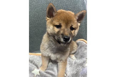 成約済の福岡県の豆柴-355771の1枚目