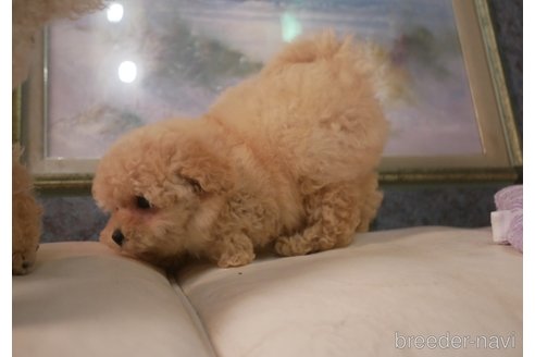 成約済の香川県のタイニープードル-349142の3枚目