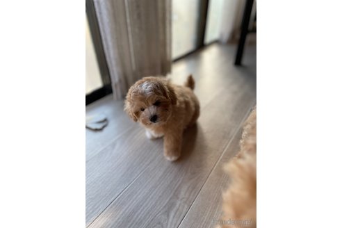 成約済の茨城県のミックス犬-352684の3枚目