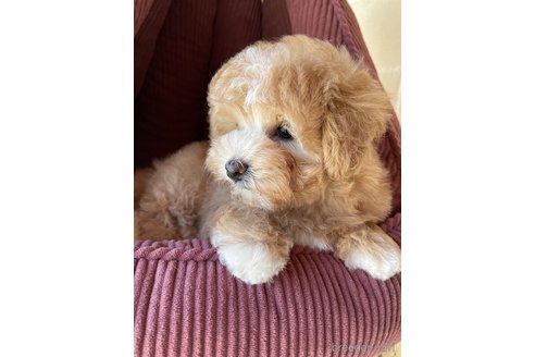 成約済の茨城県のミックス犬-352684の4枚目