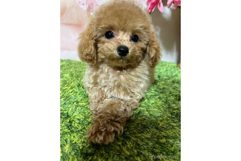 成約済の岡山県のティーカッププードル-355354の4枚目