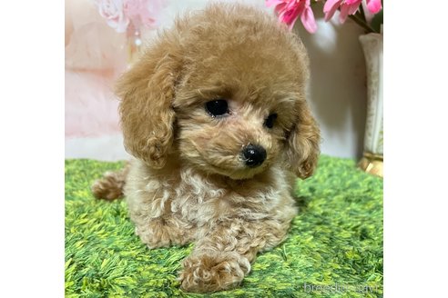 成約済の岡山県のティーカッププードル-355354の5枚目