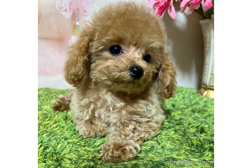 成約済の岡山県のティーカッププードル-355354の3枚目