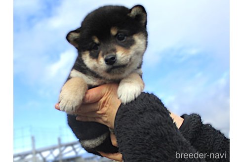 成約済の宮城県の柴犬-355811の9枚目