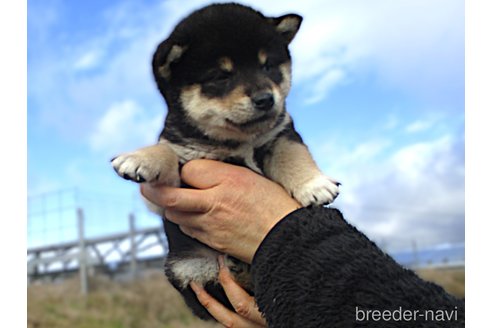 成約済の宮城県の柴犬-355811の7枚目
