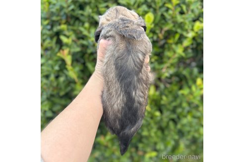 成約済の福岡県のミニチュアダックスフンド(ロングヘアード)-355812の4枚目