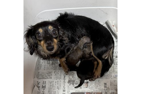 成約済の福岡県のミニチュアダックスフンド(ロングヘアード)-355813の3枚目