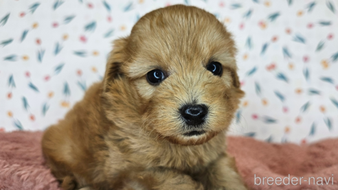 成約済の愛知県のミックス犬-349811の16枚目