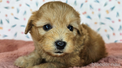 成約済の愛知県のミックス犬-349811の14枚目