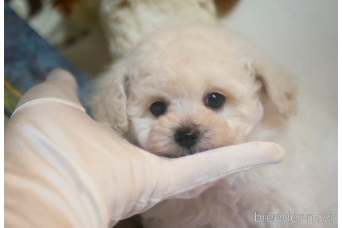 成約済の香川県のタイニープードル-355828の4枚目