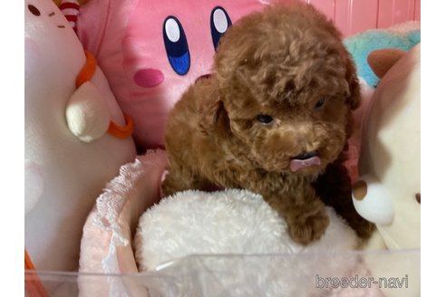 成約済の富山県のトイプードル-351215の6枚目