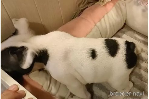 成約済の愛知県のフレンチブルドッグ-355835の5枚目
