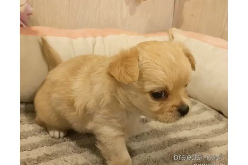 成約済の愛知県のチワワ(ロングコート)-355842の6枚目