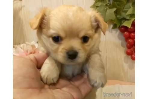 成約済の愛知県のチワワ(ロングコート)-355842の2枚目