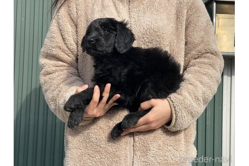 成約済の岐阜県のゴールデンドゥードル:ゴールデンレトリーバー×プードル-355851の4枚目