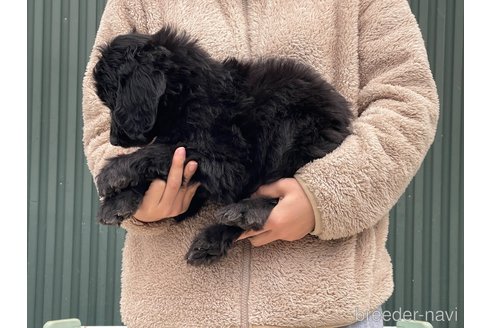 成約済の岐阜県のゴールデンドゥードル:ゴールデンレトリーバー×プードル-355860の3枚目