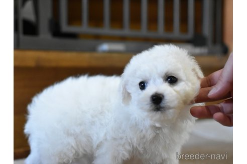 成約済の愛知県のビションフリーゼ-352888の2枚目