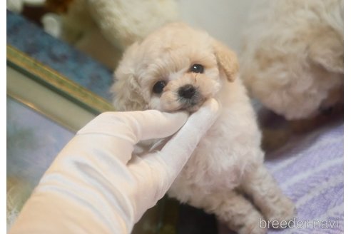 成約済の香川県のティーカッププードル-355875の7枚目