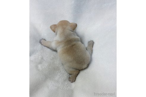 成約済の山口県のフレンチブルドッグ-355882の7枚目