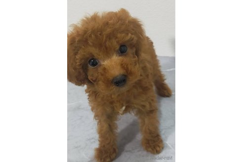 成約済の宮崎県のティーカッププードル-355886の1枚目