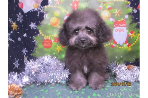 成約済の鳥取県のミックス犬-343345の2枚目