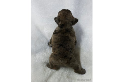 成約済の山口県のフレンチブルドッグ-355891の3枚目