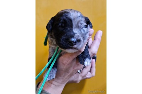 成約済の長野県のミックス犬-355900の7枚目