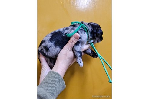 成約済の長野県のミックス犬-355900の8枚目