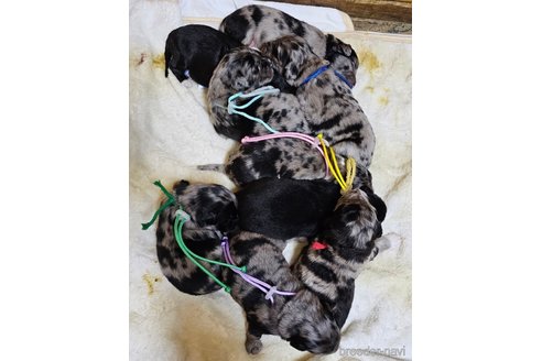 成約済の長野県のミックス犬-355900の10枚目