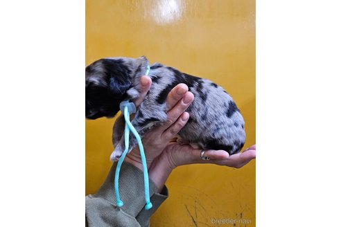 成約済の長野県のミックス犬-355903の9枚目