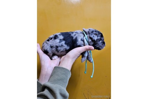 成約済の長野県のミックス犬-355903の7枚目