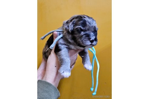 成約済の長野県のミックス犬-355903の4枚目