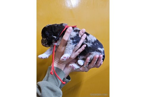 成約済の長野県のミックス犬-355908の5枚目