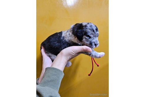 成約済の長野県のミックス犬-355908の7枚目