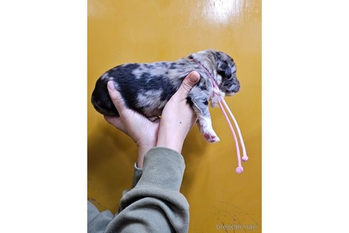 成約済の長野県のミックス犬-355911の5枚目