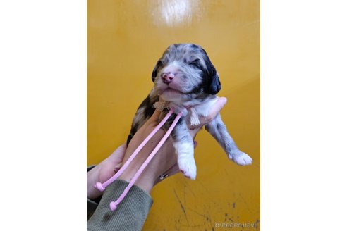 成約済の長野県のミックス犬-355911の6枚目