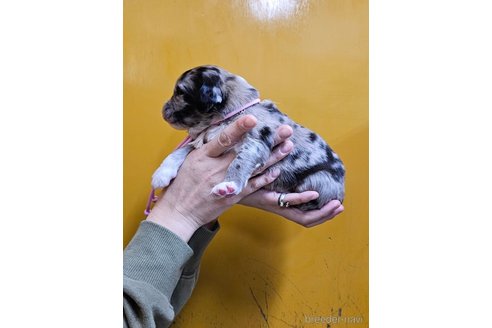 成約済の長野県のミックス犬-355911の7枚目