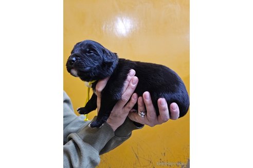 成約済の長野県のミックス犬-355912の6枚目