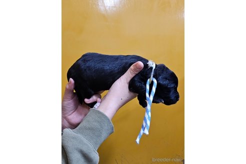 成約済の長野県のミックス犬-355913の4枚目