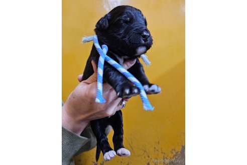 成約済の長野県のミックス犬-355913の5枚目