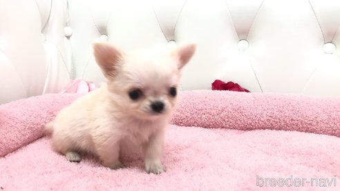 成約済の埼玉県のチワワ(ロングコート)-355463の2枚目