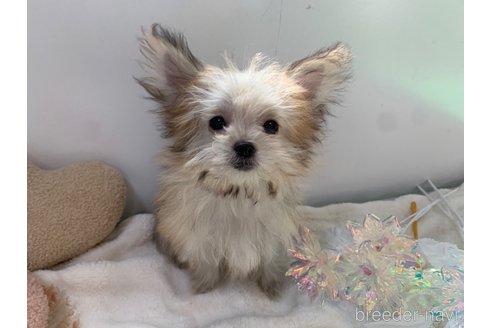 成約済の東京都のミックス犬-343673の18枚目