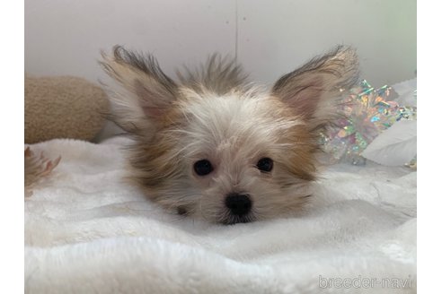 成約済の東京都のミックス犬-343673の16枚目
