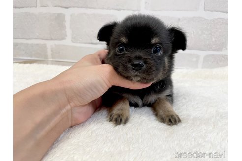 成約済の愛知県のチワワ(ロングコート)-355920の3枚目