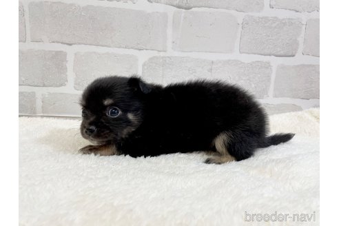 成約済の愛知県のチワワ(ロングコート)-355920の4枚目