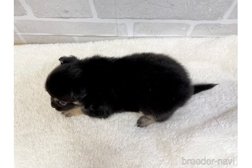 成約済の愛知県のチワワ(ロングコート)-355920の5枚目